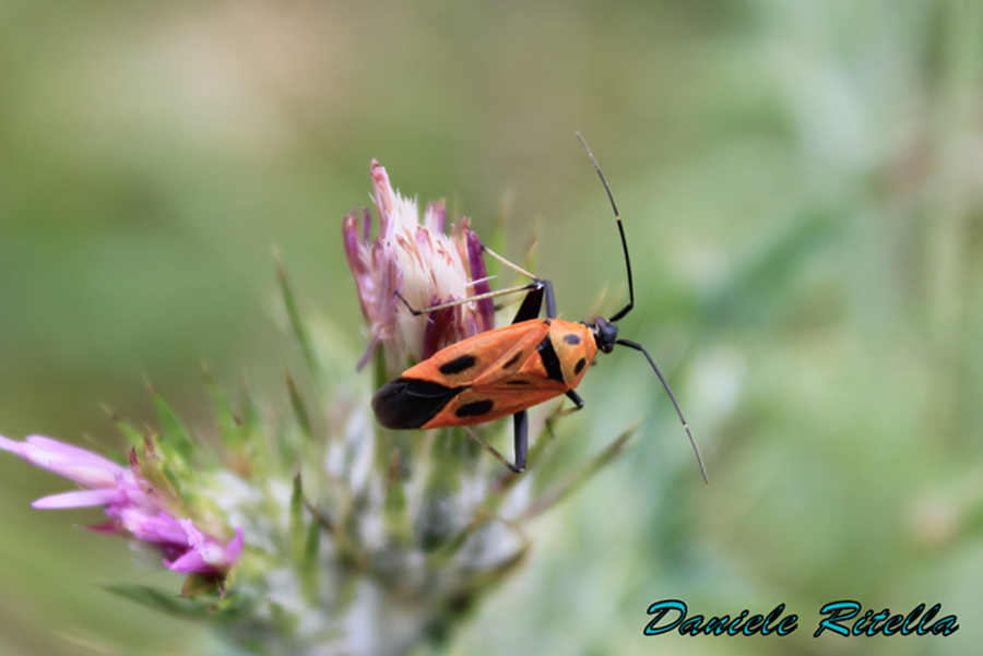 Miridae: Calocoris nemoralis del Molise (IS)